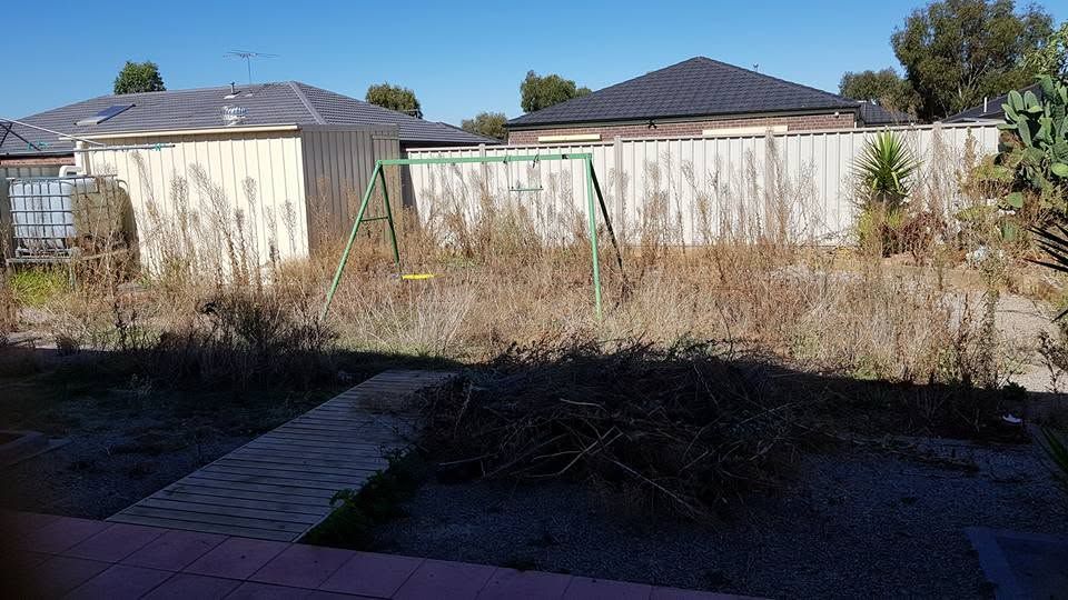 Backyard before clean-up, covered in dead growth and debris