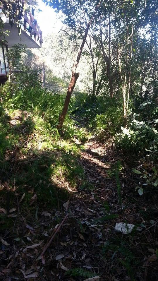 Overgrown garden before clean-up with tangled plants covering the path