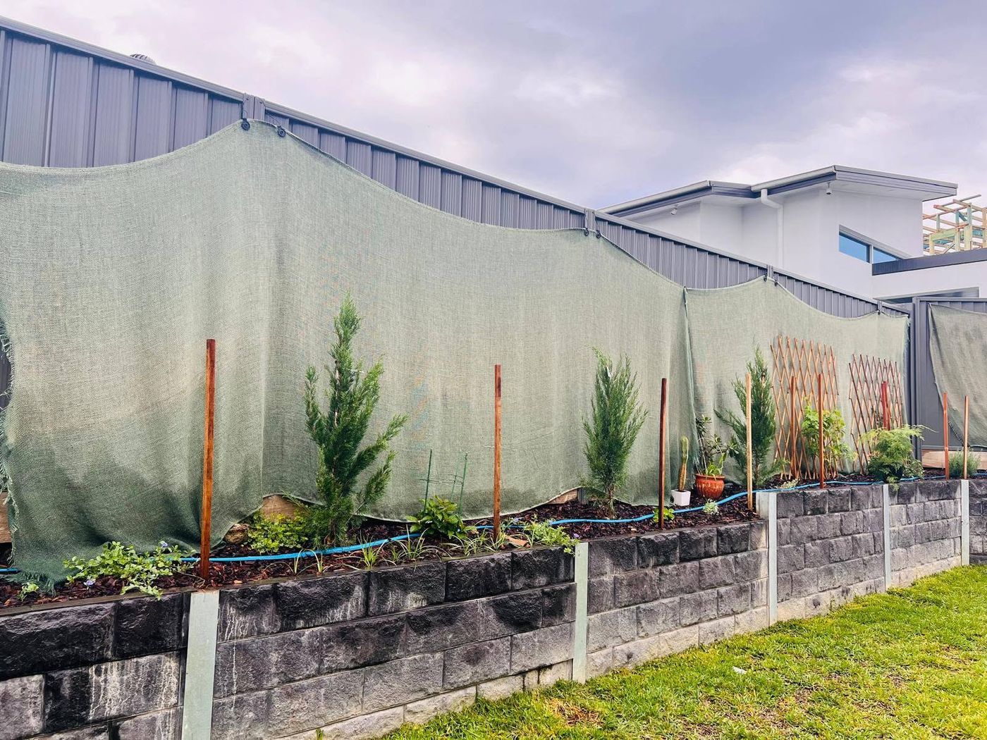Retaining wall garden bed planted with young screening trees