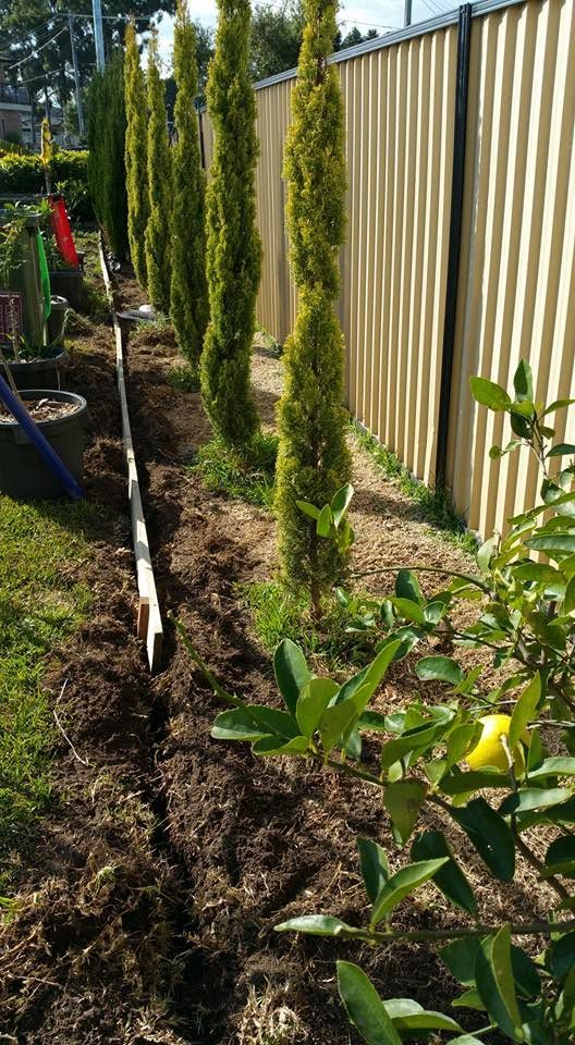 New conifer screening hedge planted along a fence line